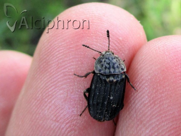 Thanatophilus sinuatus