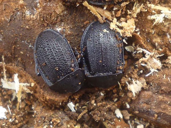 Silpha carinata
