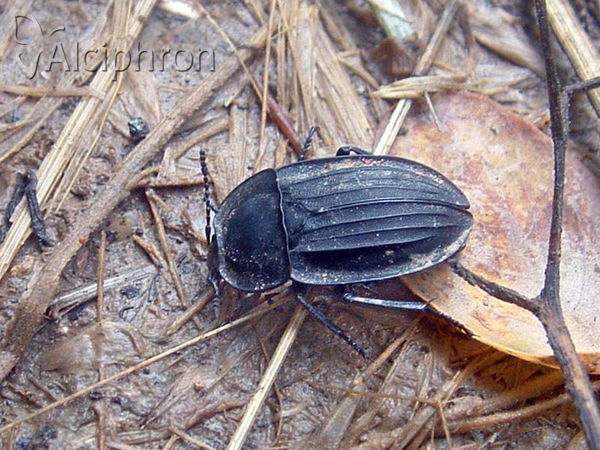 Silpha carinata