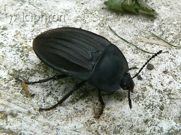 Silpha carinata