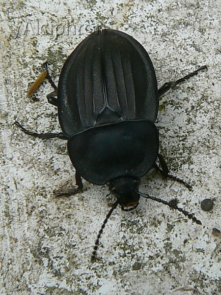 Silpha carinata