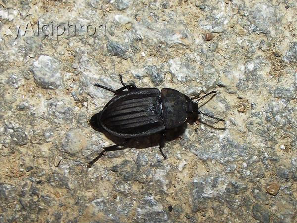Silpha carinata