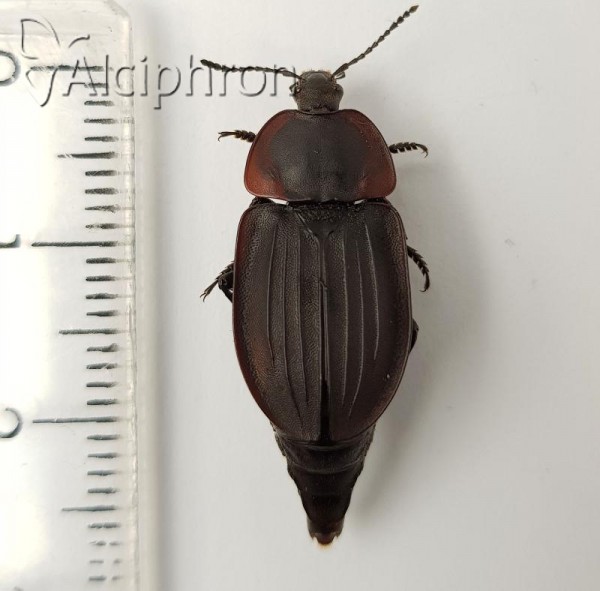 Silpha carinata