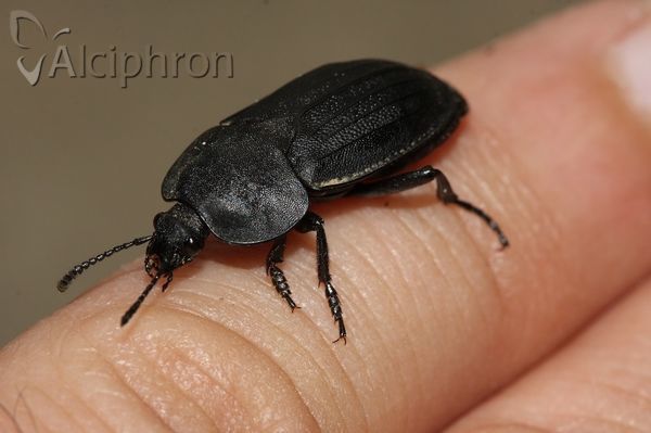 Silpha obscura