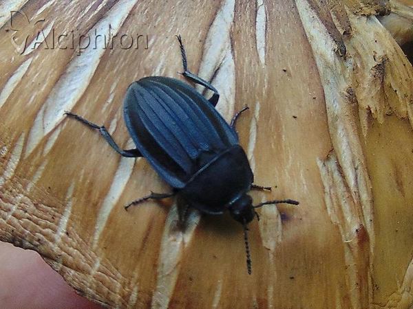 Silpha obscura