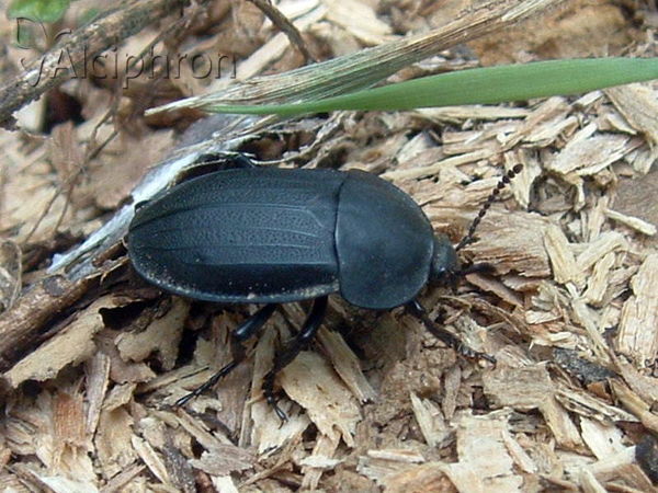 Phosphuga atrata