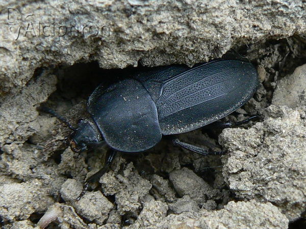 Phosphuga atrata