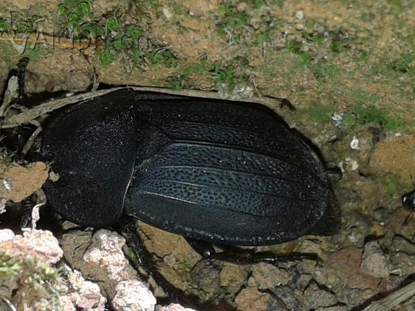 Phosphuga atrata