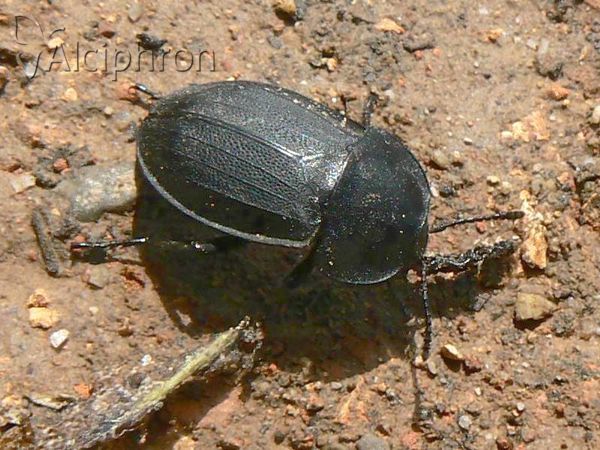 Phosphuga atrata