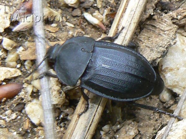 Phosphuga atrata