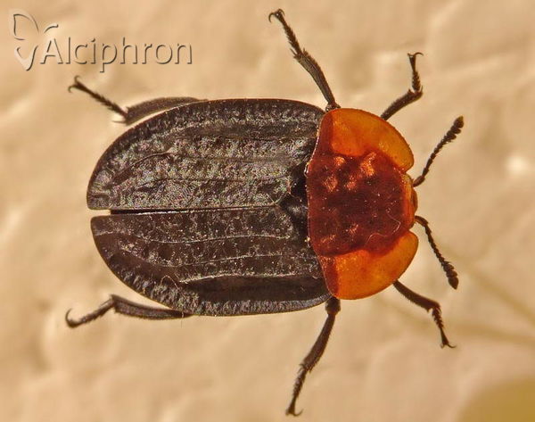 Oiceoptoma thoracicum