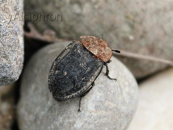 Oiceoptoma thoracicum