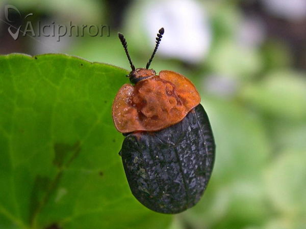 Oiceoptoma thoracicum