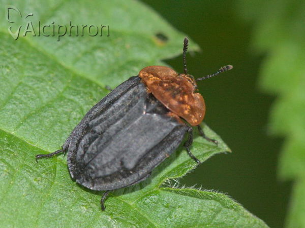Oiceoptoma thoracicum