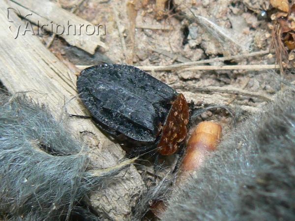 Oiceoptoma thoracicum