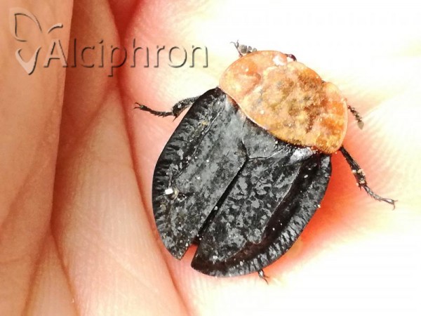 Oiceoptoma thoracicum