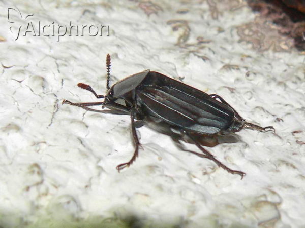 Necrodes littoralis