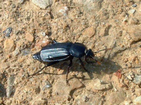 Necrodes littoralis