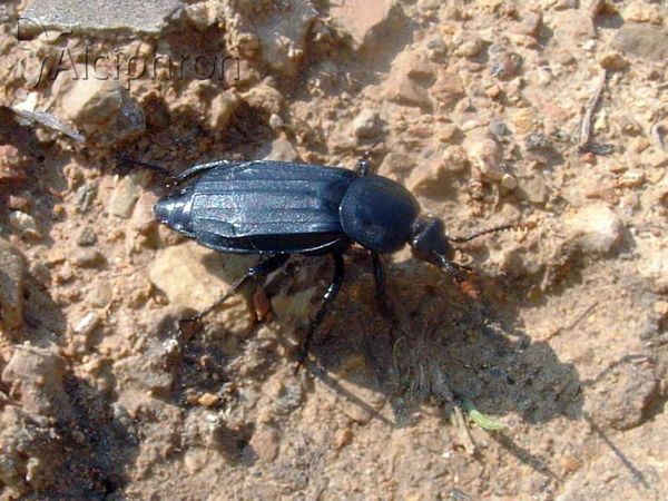 Necrodes littoralis