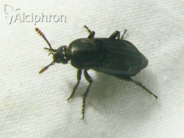 Necrodes littoralis
