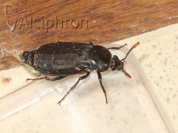 Necrodes littoralis