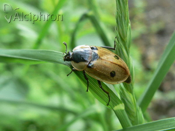 Dendroxena quadrimaculata