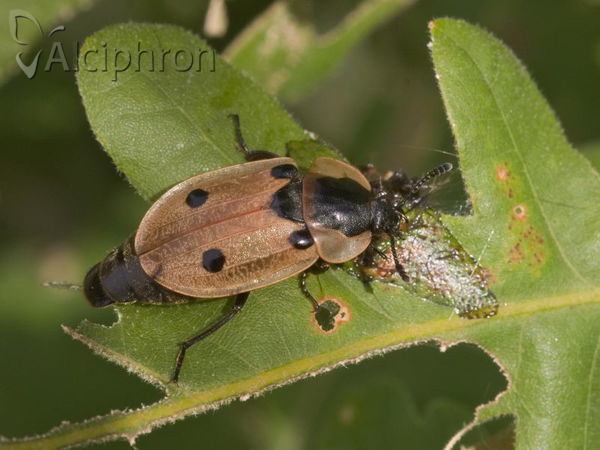 Dendroxena quadrimaculata