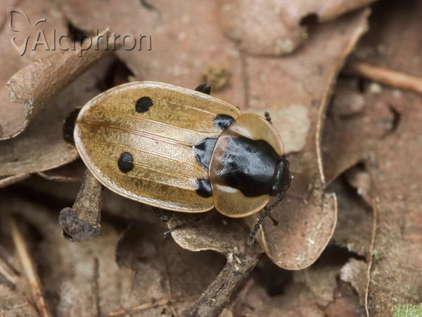 Dendroxena quadrimaculata