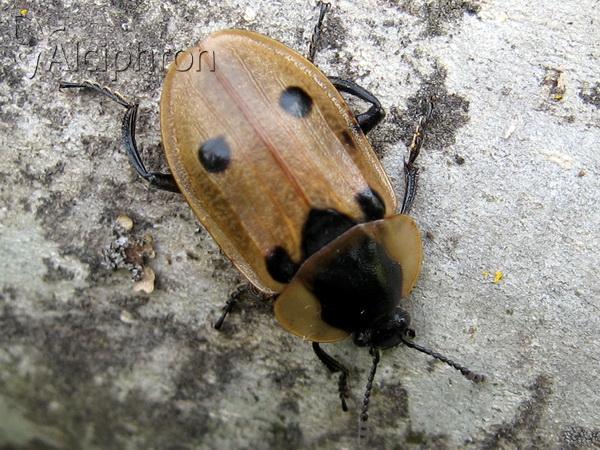 Dendroxena quadrimaculata