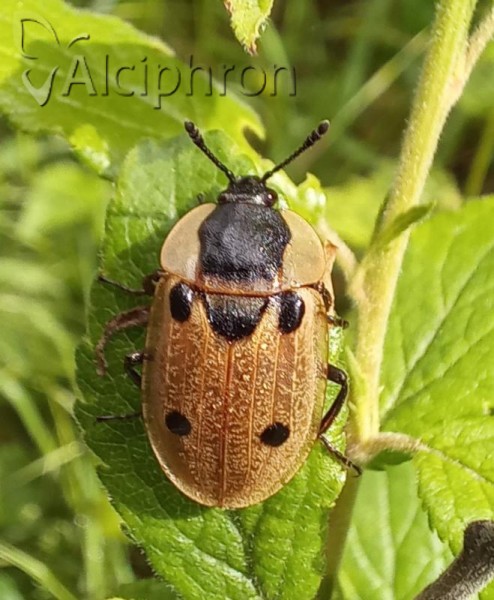 Dendroxena quadrimaculata