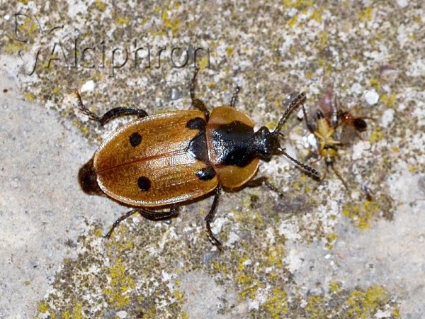 Dendroxena quadrimaculata