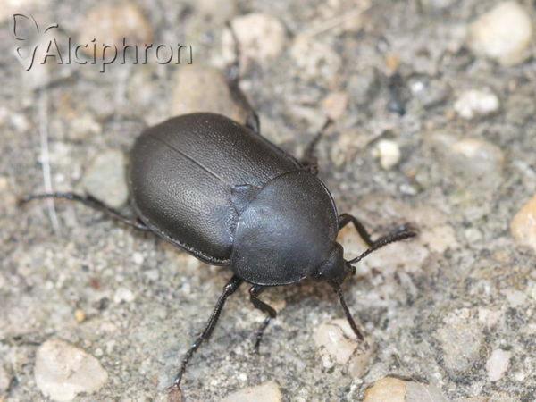 Ablattaria laevigata
