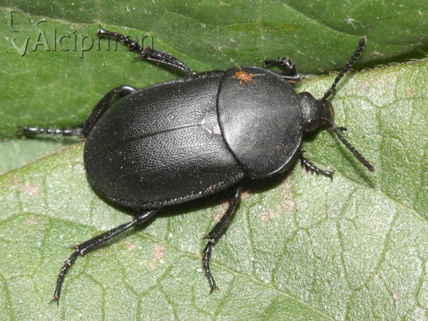 Ablattaria laevigata