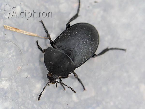 Ablattaria laevigata