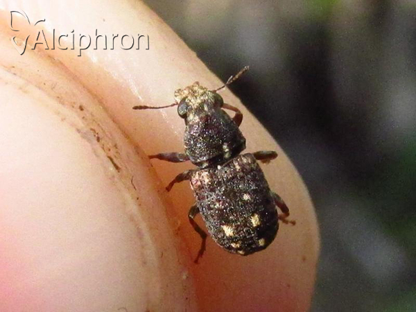 Ulorhinus bilineatus