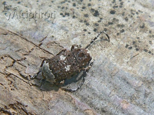 Platystomos albinus