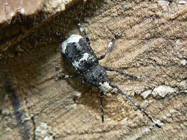 Platystomos albinus