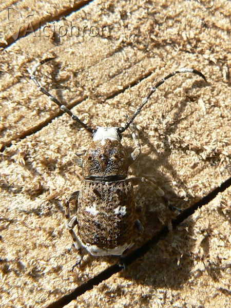 Platystomos albinus