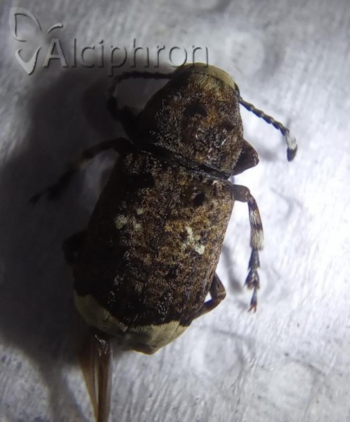 Platystomos albinus