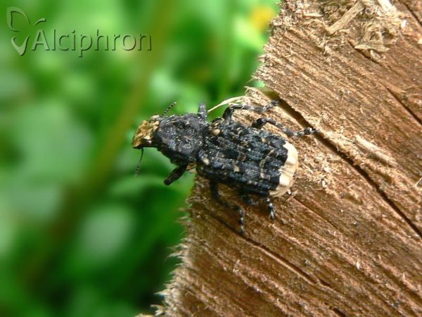 Platyrhinus resinosus