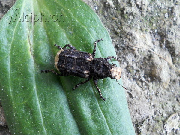 Platyrhinus resinosus