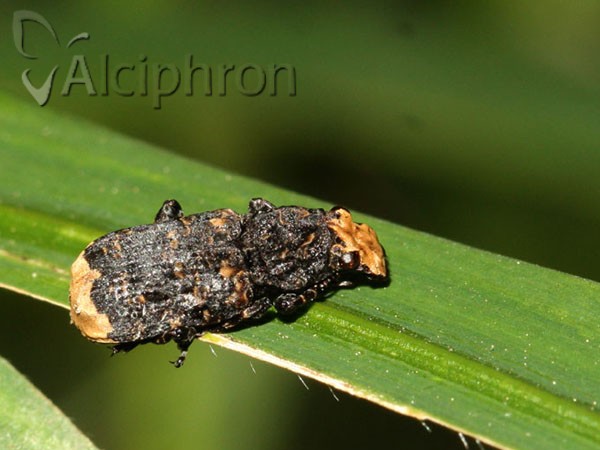 Platyrhinus resinosus