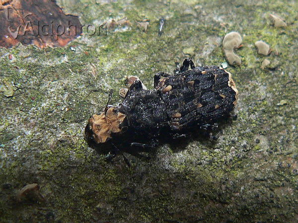 Platyrhinus resinosus