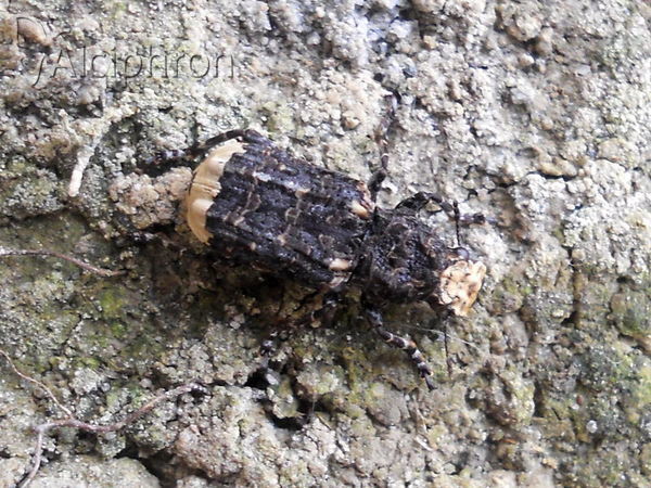 Platyrhinus resinosus
