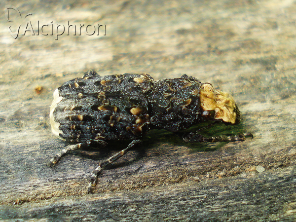 Platyrhinus resinosus