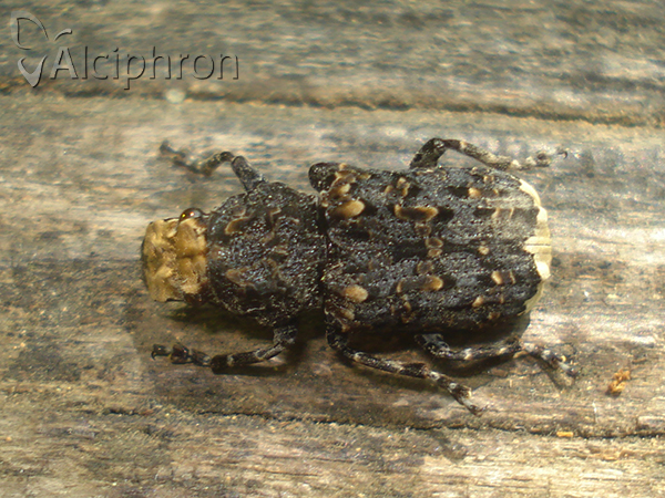 Platyrhinus resinosus