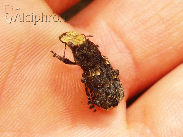 Platyrhinus resinosus