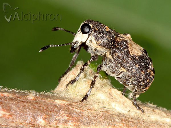 Gonotropis dorsalis