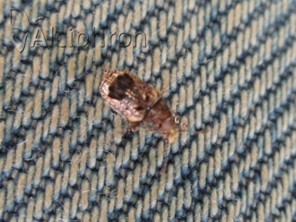 Enedreytes sepicola