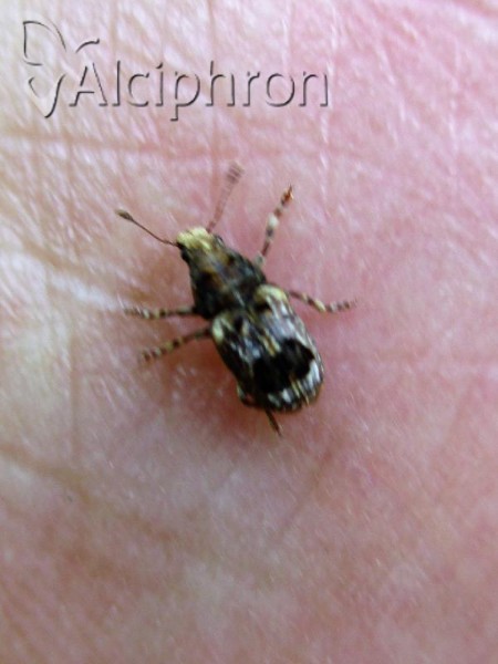 Enedreytes sepicola